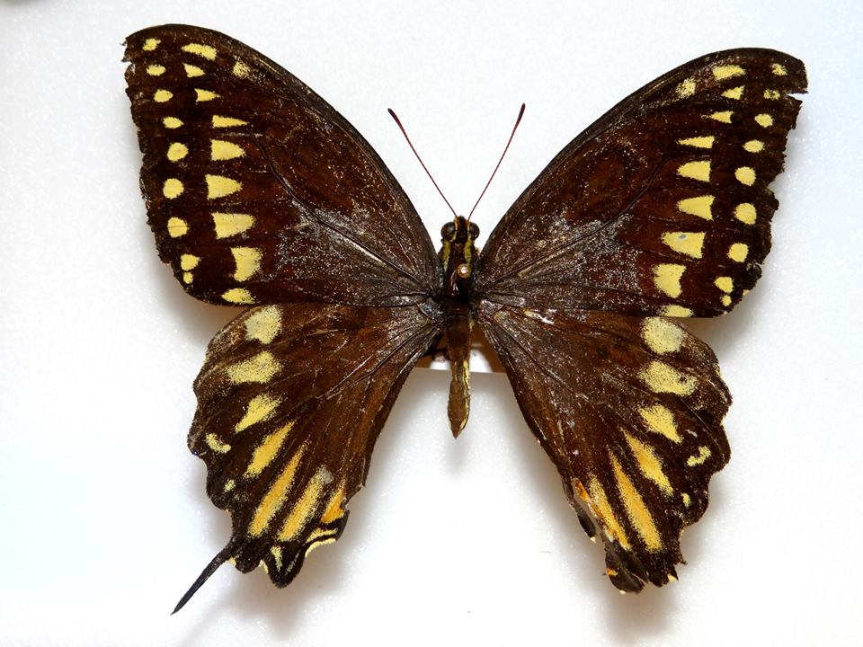 Pterourus palamedes leontis aberration (Internet Image property of respective owner, non-commercial use only)